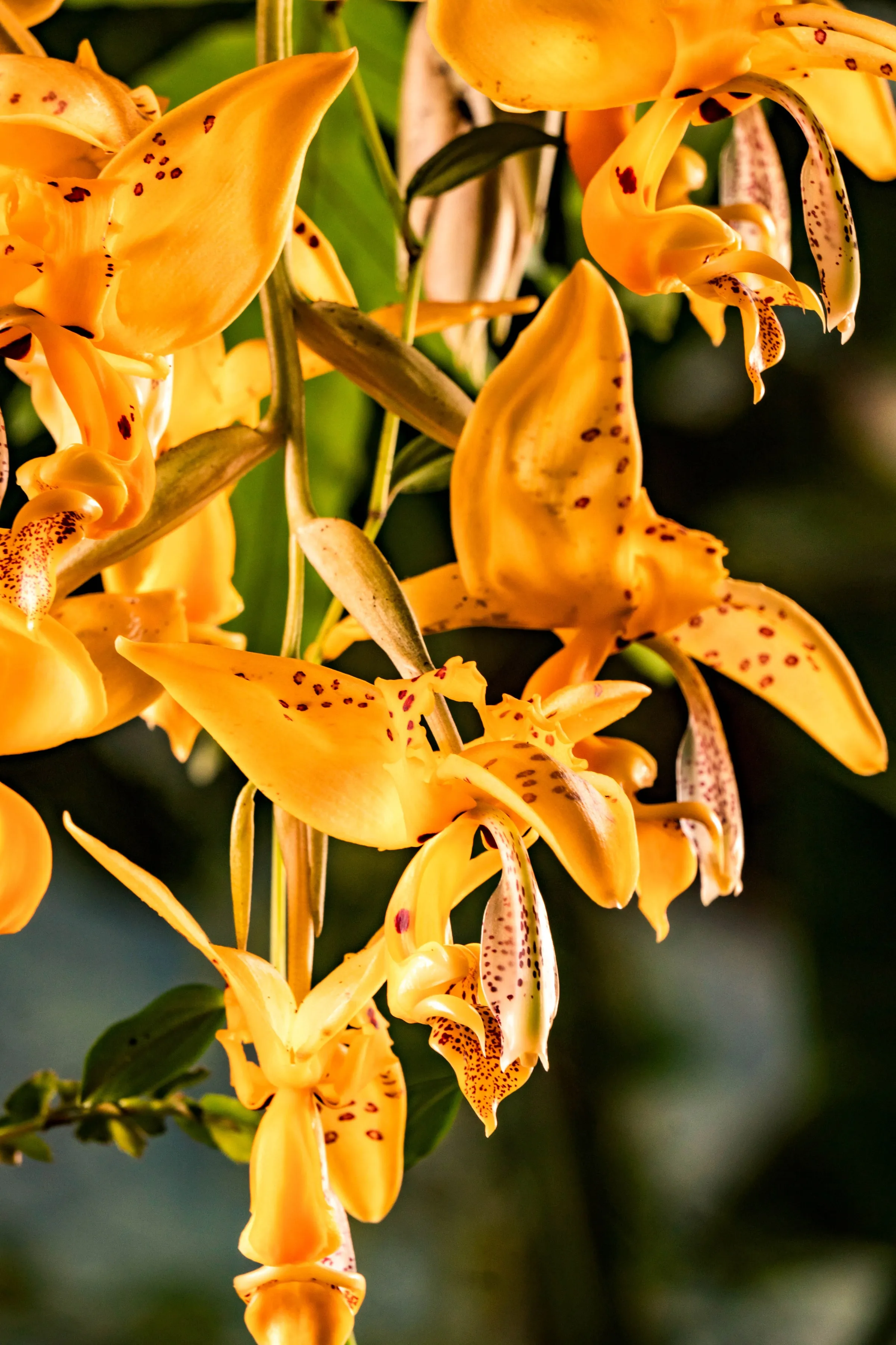 Orquídea en los jardines de Hotel Spa Miramelindo