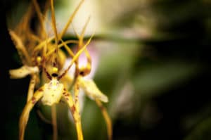 Orquideas de Baños Ecuador
